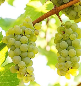 Uva Branca
